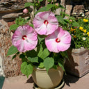 Swamp Rose Mallow Mixed Seeds, 100 Seeds