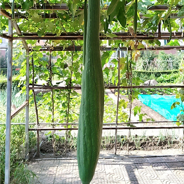 Giant No.1 Extra-long Luffa Seeds, 10 Seeds