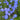 Blue Flax Seeds, 20 Grams ≈ 6000 Seeds