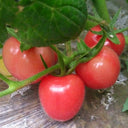 Saint Anne Cherry Tomato, 10 Seeds