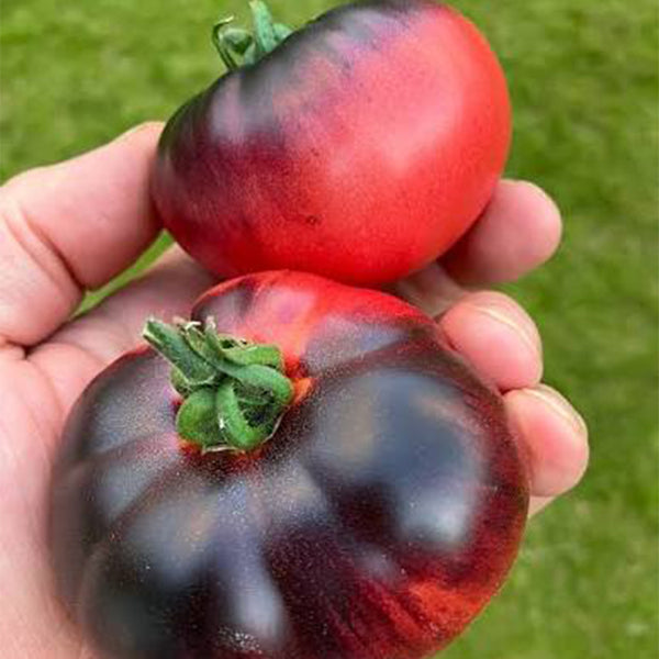 'Indigo Blue Beauty' Tomato, 15 Seeds