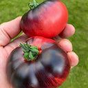 'Indigo Blue Beauty' Tomato, 15 Seeds