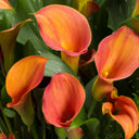 'Rialto' Calla Lily, 18/20cm Circumference, 1 Bulb