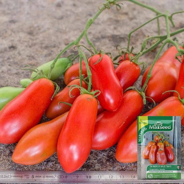 Ten Fingers of Naples Tomato, 10-15 Seeds