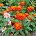 W1335 Double Zahara Fire Zinnia, 5 Seeds