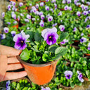 Hezhichun Pansy 'Firmament', 30 Seeds