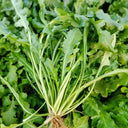Broad-leaved Shepherd's Purse Seeds, 10g