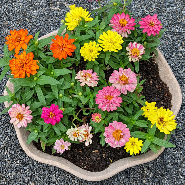 W1342 Dwarf Double Zinnia Mix, 100 Seeds