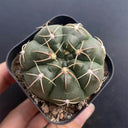 Gymnocalycium denudatum var. paraguayensis, 4-5cm