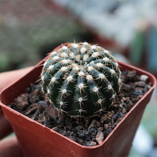 Parodia crassigibba, 3-4cm