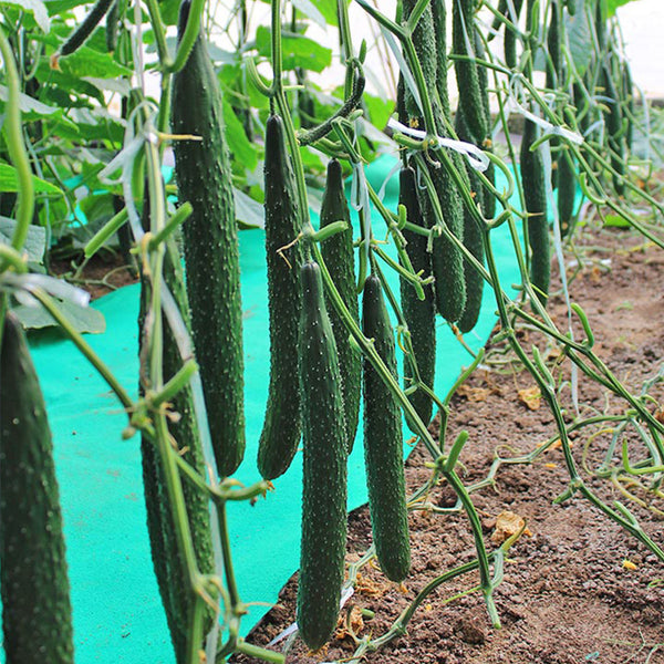 'Holland 35' Cold-Tolerant Cucumber Seeds, 20g