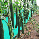 'Holland 35' Cold-Tolerant Cucumber Seeds, 20g