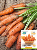 Dutch Mini Carrots, Pack of 200