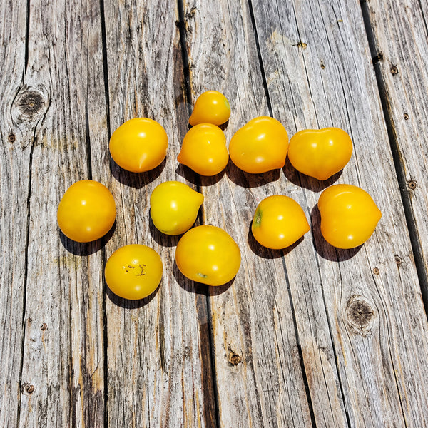 509 Big Cheef Stripes Yellow Tomato, 5 Seeds