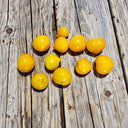 509 Big Cheef Stripes Yellow Tomato, 5 Seeds