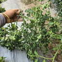 872 Craig Mouse Ear Tomato, 5 Seeds