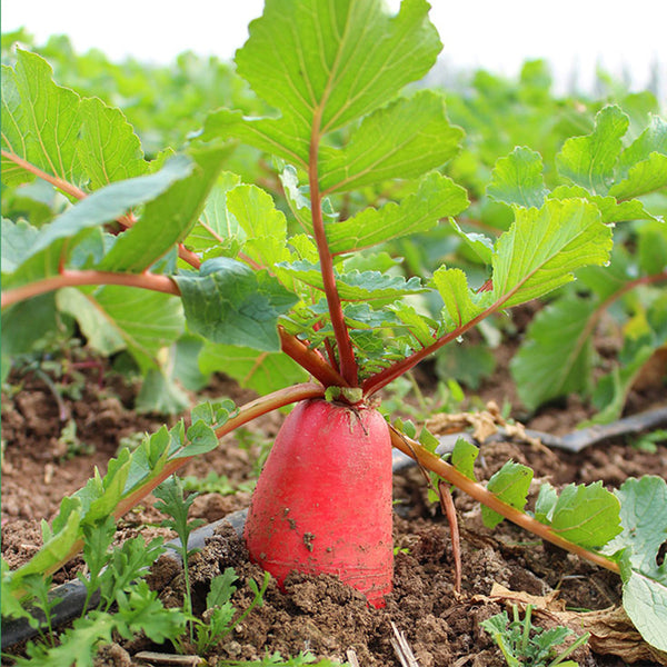 'Jinghong 30' Radish Seeds, 20g