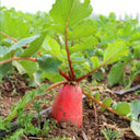 'Jinghong 30' Radish Seeds, 20g