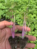 Pink Celery