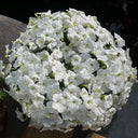 White Hybrid Petunia, 100 Seeds
