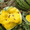 Yellow-Fleshed Sugar Globe Petite Watermelon Seeds, 15 Seeds