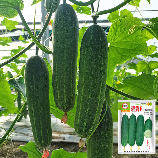 'Bixiu' F1 Fruit Cucumber, 30 Seeds