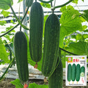 'Bixiu' F1 Fruit Cucumber, 30 Seeds