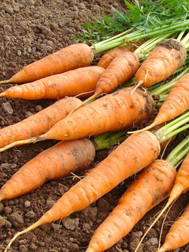 Dutch Mini Carrots, Pack of 200