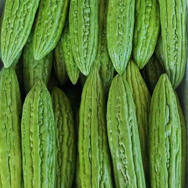 Jiemei 13 Bitter Gourd, 10 Seeds