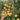 1018 Iva's Sweet White Tomato, 3 Seeds