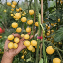 1018 Iva's Sweet White Tomato, 3 Seeds