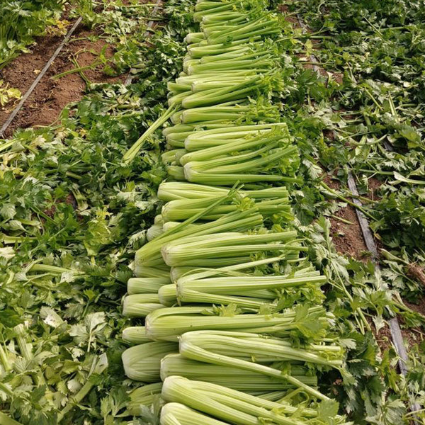 Crispy Jade Celery Seeds, 10g