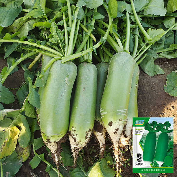 Chinese Green Radish Seeds, 10g