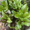 Red-Stemmed Chard Seeds, 10g