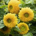 'Winnie Bear' Ornamental Sunflower Seeds, 1g