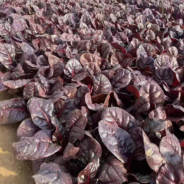 Purple Red Leaf Beet Seeds, 5g