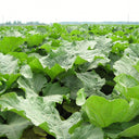 Burdock Seeds, 10g
