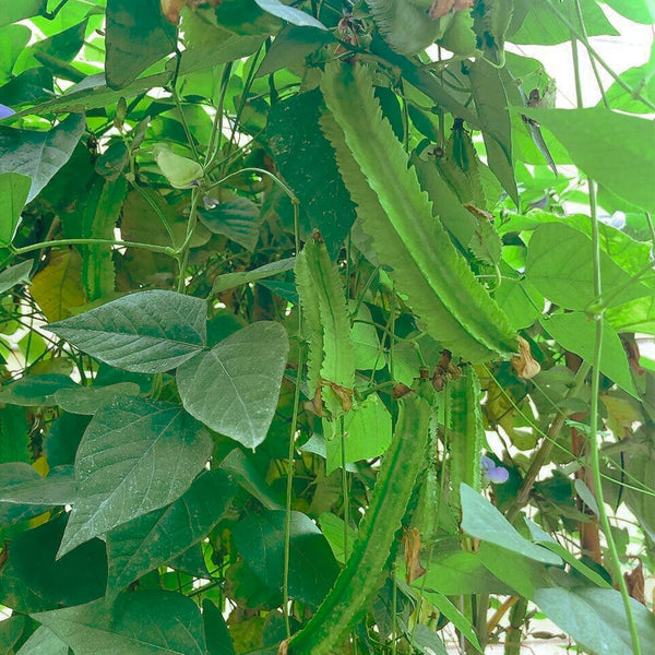 'Nongdianzan' Winged Bean, 10 Seeds