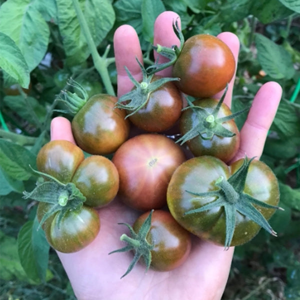716 KarMa Miracle Tomato, 5 Seeds