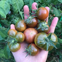 716 KarMa Miracle Tomato, 5 Seeds