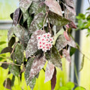 Hoya caudata, 1 Cutting
