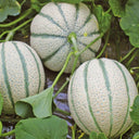 No.8 Red Cantaloupe Hybrid, 50 Seeds