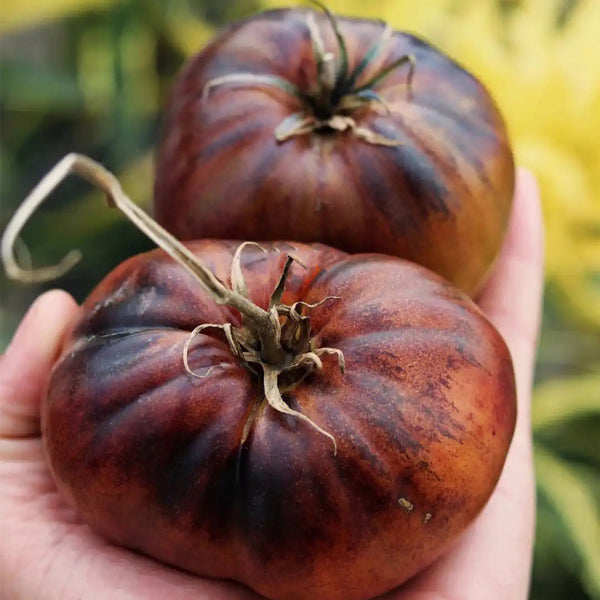 Marsha's Starfighter Beefsteak Tomato Seeds, 5 Seeds