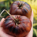 Marsha's Starfighter Beefsteak Tomato Seeds, 5 Seeds