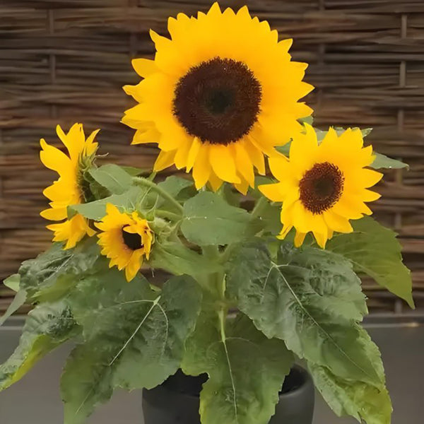 Chihuahua Dwarf Ornamental Sunflower Seeds, 3g