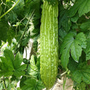‘Saibi’ Green Bitter Gourd Seeds, 20 Seeds