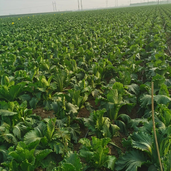 'Green Bamboo 70' Chinese Cabbage Seeds, 20g