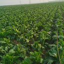 'Green Bamboo 70' Chinese Cabbage Seeds, 20g