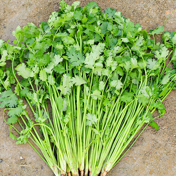 Farmer's Small-Leaf Cilantro Seeds, 50g