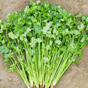 Farmer's Small-Leaf Cilantro Seeds, 50g